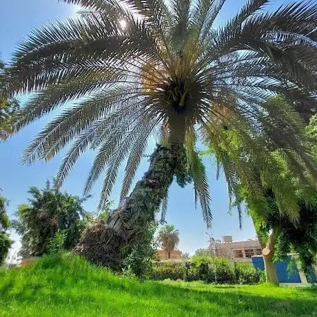Photo de حديقة الياسمين