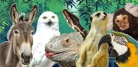 Photo de Wild Encounters Mini Zoo