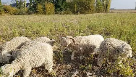 Photo de La Ferme des P'tits Bergers -Laine mohair & mouton - Loiret & Essonne