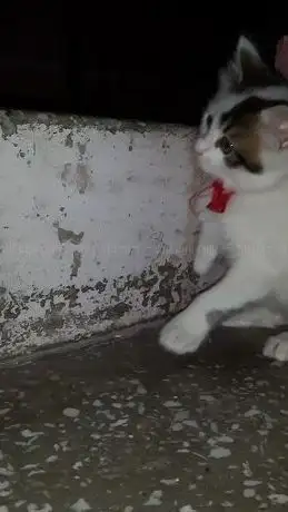 Photo de Zülfikar Ali Butto Parkı
