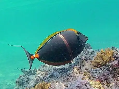 Photo de Fayrouz House Reef