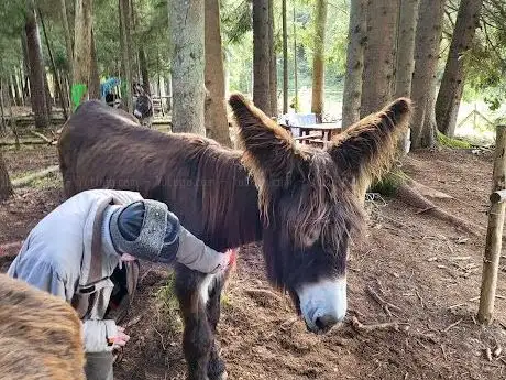 Photo de Pfalzesel - Maximilian Hafi