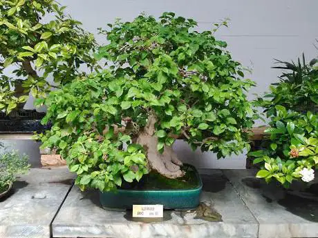 Photo de Museo Bonsai Marbella