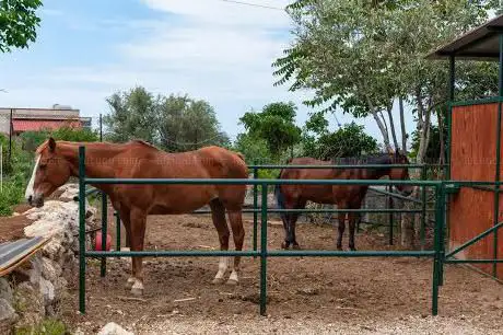 Photo de Ranch Family Horse