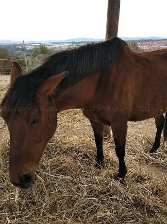 Photo de Padocks NATURAL EQUUS