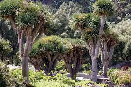 Photo de Entrada Inferior Jardin Canario