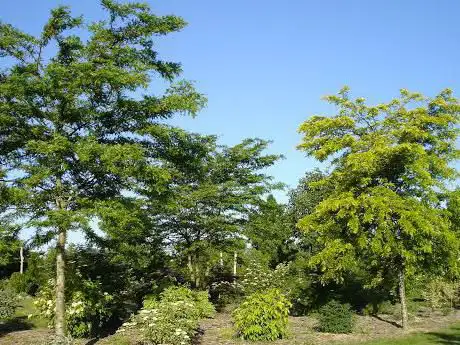 Photo de Arboretum de la Petite Loiterie