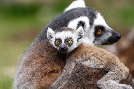 Photo of Thuringian Zoo Park  Erfurt