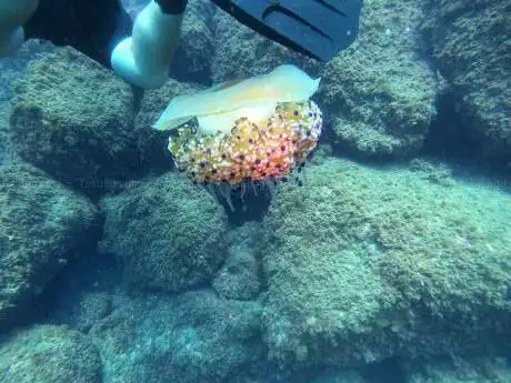 Photo de Buceo mAR dE hIELO