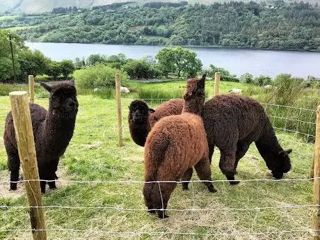Photo de Glencar Alpacas