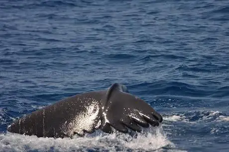 Photo de MolaMola Dive Team  Diving, snorkeling e whale watching