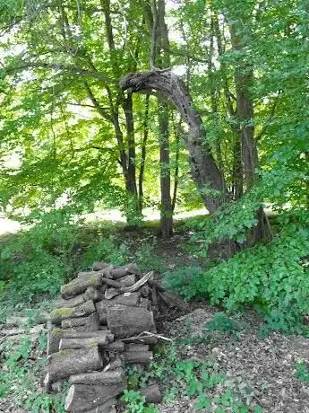 Photo de Arboretum d'Amance