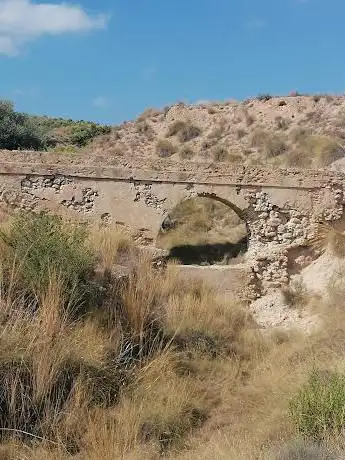 Photo de Chopos Ilicitanos. Populus euphratica