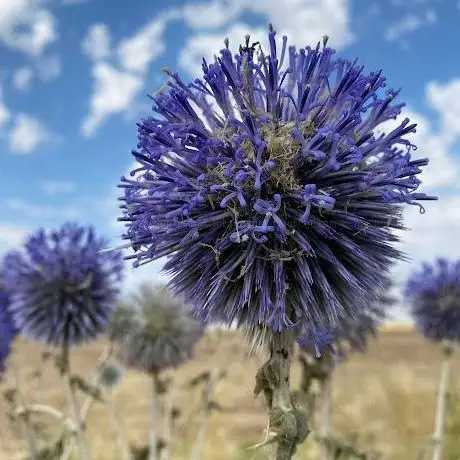 Photo de Viranşehir Belediyesi