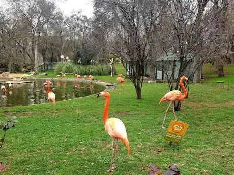 Photo de Flamencos