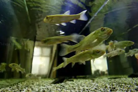 Photo de Museum of the Trasimeno Lake Fishing
