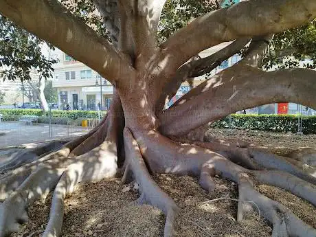 Photo de Ficus històric