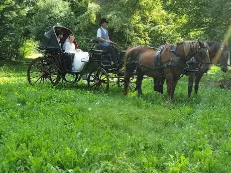 Photo de Cheval en Renes - Activité Equestre Attelage