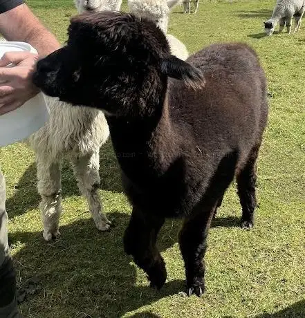 Gáinne Mór Alpacas