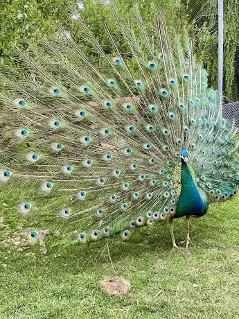 Photo of Haustierhof Reutemühle