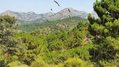 Photo de Mirador del Pino de las cinco ramas