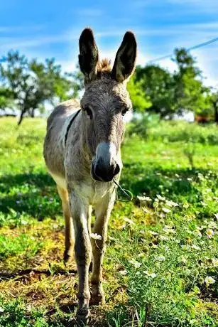 Photo of Quinta Fotoplanet Farm - Booking required