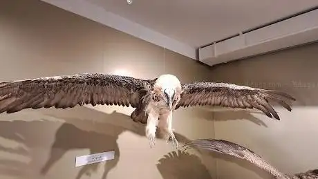 Foto de Hohe Tauern National Park exhibition King of the Skies