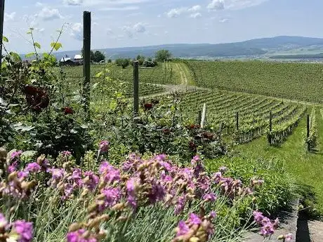 Photo de Bačva „Vidikovac“ - Vina Markota