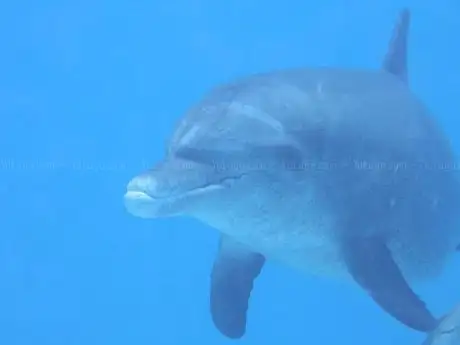 Photo de Diving with friends Egypt