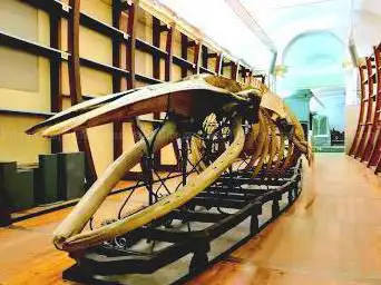 Photo de Regional Museum of Natural Science