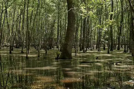 Photo de Riserva naturale Piscina delle Bagnature