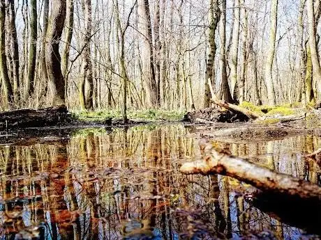Photo de Parc national Tőzike tanösvény - Fertő-Hanság