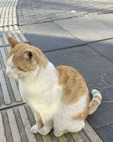 Photo de Sarı Kedi