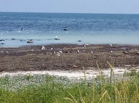 Photo de Strandbadsskogen