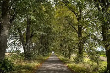 Photo de Naturdenkmal Lindenallee