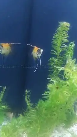 Photo de Fish and More The aquaristic and pond Specialists