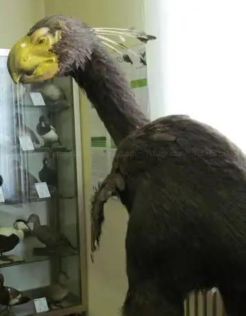 Photo de Museo Civico Di storia Naturale di Jesolo