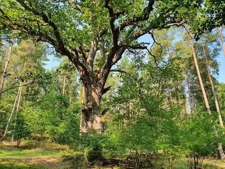 Photo de 700 jährige Stieleiche