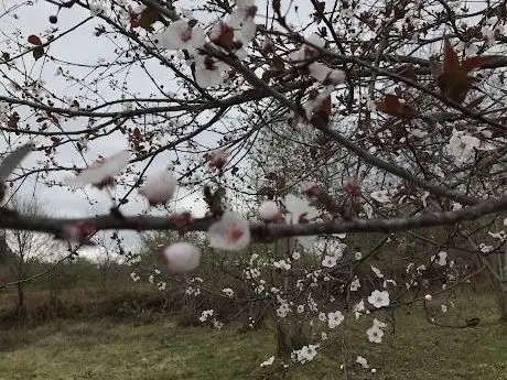 Photo de Yalıncak Mahallesi