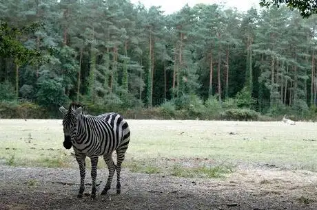 Photo de Réserve zoologique de la Haute-Touche