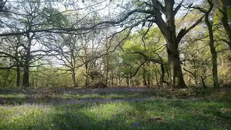 Photo de Langley Wood National Nature Reserve
