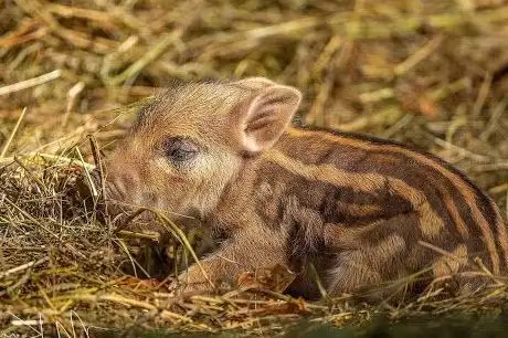 Photo de Wild Park Castle Tambach
