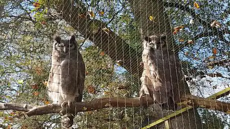 World of Owls
