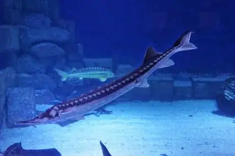 Photo de Eskişehir Metropolitan Municipality ETI Underwater World