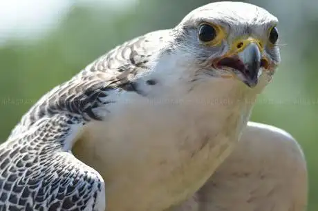 Photo of Huxley's Birds of Prey Centre and Gardens