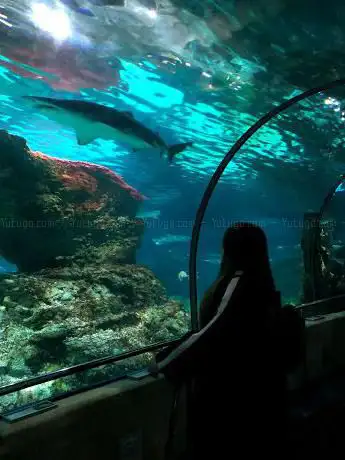 Photo de Aquarium Pacific