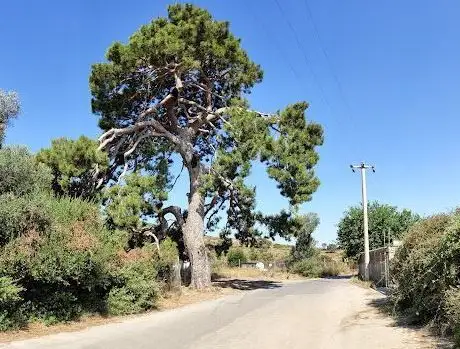 Photo de Yarendere Fıstık Çamı Tabiat Anıtı