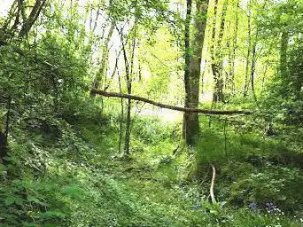 Photo de Barre Woods