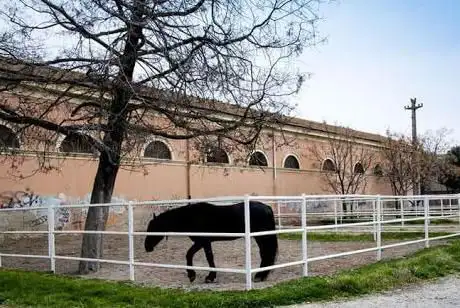 Photo de istituto incremento ippico foggia