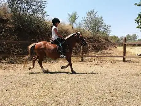 Photo de Club HÃÂpico Can Rovira